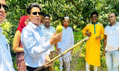 কালিগঞ্জ আম আহরণের উদ্বোধন করলেন জেলা প্রশাসক