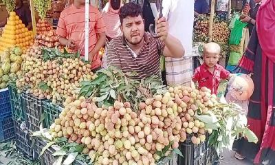 চন্দনাইশে পাহাড়ের পাদদেশে লিচুর বাম্পার ফলন 