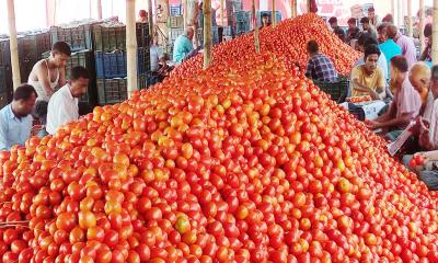 দিনাজপুরে টমেটোর বাম্পার ফলন কৃষকের মুখে হাসি