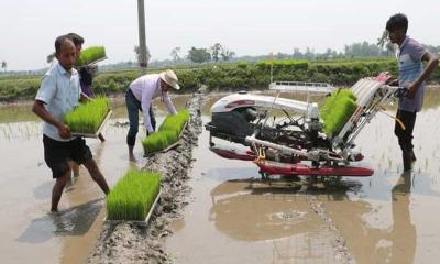 ডোমার আউশ রোপণে ব্যস্ত কৃষক