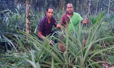 দোয়ারাবাজারে আনারস চাষে সফল বেলাল