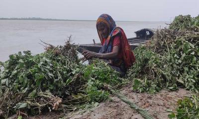 এনায়েতপুরে বাদামের বাম্পার ফলনে কৃষকের মুখে হাসি