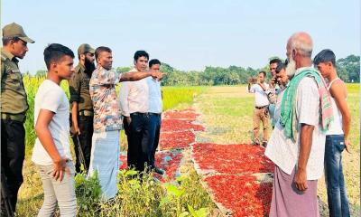 গোসাইরহাটে জলাবদ্ধ জমিতে কোটি টাকার ফসল 