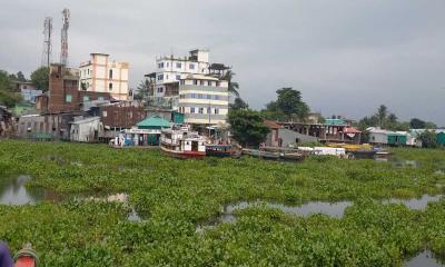 কাপ্তাই হ্রদে কচুরিপানা নৌ চলাচল ব্যাহত