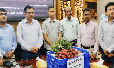 ফ্রান্সে রপ্তানি হচ্ছে দিনাজপুরের লিচু 