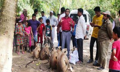 মহেশপুর কালো মুখো হুনুমান পরিদর্শন