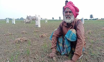 শৈলকুপায় পেঁয়াজের ফলন ও দাম কম হওয়ায় দিশেহারা কৃষক 