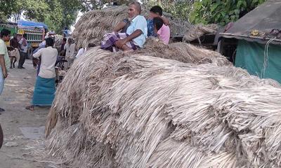 চাটমোহরে পাটচাষে লোকসানের মুখে চাষিরা