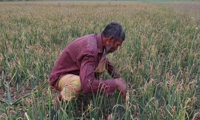 পেঁয়াজের দামে হতাশ ফরিদপুরের কৃষকেরা