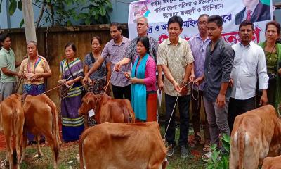 রাজস্থলীতে জেলা পরিষদ ও ইউএনডিপির উদ্যোগে গরু বিতরণ 