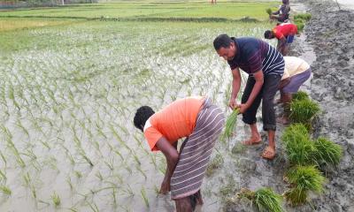 রামপালে তীব্র লবণাক্ততার মধ্যেও আমন চাষে ব্যস্ত চাষীরা