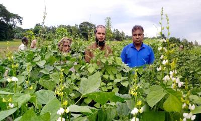 কটিয়াদীতে আগাম শিম চাষে মল্লিকের সফল্য 