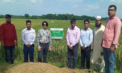 শরণখোলায় ব্রি হাইব্রিড ধান-৭ চাষে বাম্পার ফলন 