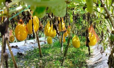 তালায় গ্রীষ্মকালীন তরমুজ চাষে সফল ইকবাল