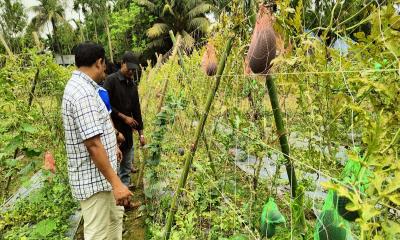 সরিষাবাড়ীতে বারোমাসি তরমুজ চাষে সবুজের সাফল্য 