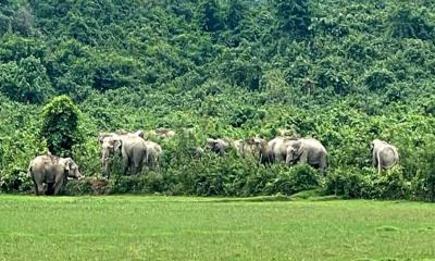 বন্যহাতি আতংকে দুর্গাপুর সীমান্তবাসী 