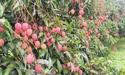 দোয়ারাবাজারে লিচুর ফলনে হতাশ চাষিরা