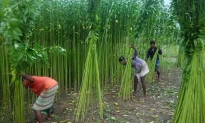 পানির অভাবে পাট জাগ নিয়ে আটঘরিয়ার কৃষকরা বিপাকে