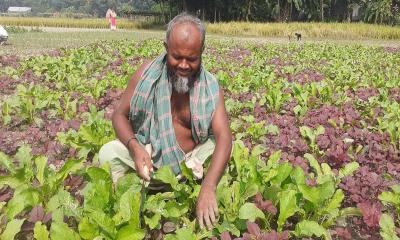 শরীয়তপুরে উৎপাদিত সবজি রপ্তানি হচ্ছে সুইজারল্যান্ডে 