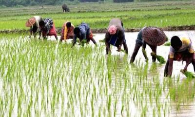 তাহিরপুরে আমন ধান রোপণের ধুম