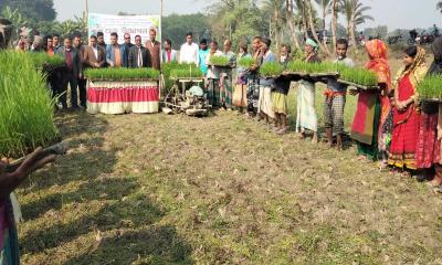 নড়াইলে রাইস প্লান্টারে চারা রোপণের উদ্বোধন