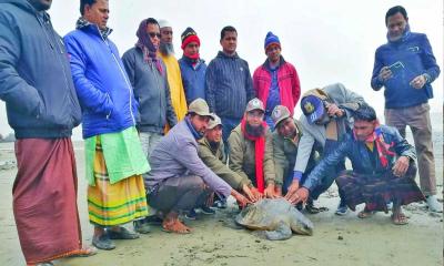 মনপুরায় বিরল প্রজাতির কচ্ছপ উদ্ধার 