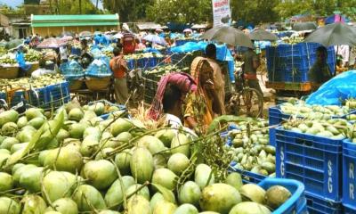 খুলনায় আড়তে হাজার হাজার মণ আম পচে যাচ্ছে