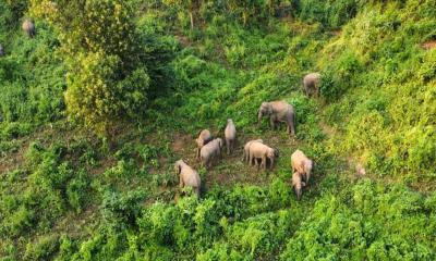 শেরপুর গারো পাহাড়ে বাড়ছে হাতির সংখ্যা 