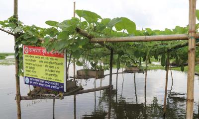 নবীনগরে সম্ভবনার নতুন দিগন্ত ভাসমান কৃষি