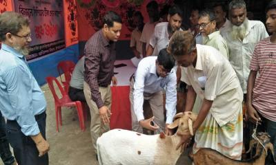 চাঁপাইনবাবগঞ্জে পিপিআর রোগের টিকা প্রদান কর্মসূচির উদ্বোধন