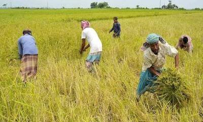 আত্রাইয়ে বোরো ধান কাটা-মাড়াই শুরু আবহাওয়া নিয়ে শঙ্কায় কৃষক