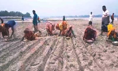 কুড়িগ্রামে আগাম আলু চাষে ব্যস্ত কৃষকরা