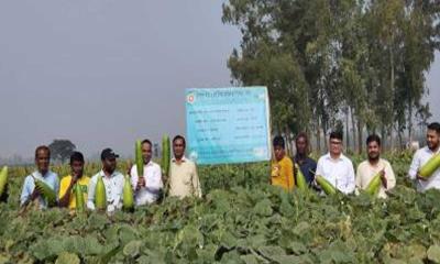 সাদুল্লাপুরে কৃষক মাঠ দিবস অনুষ্ঠিত 