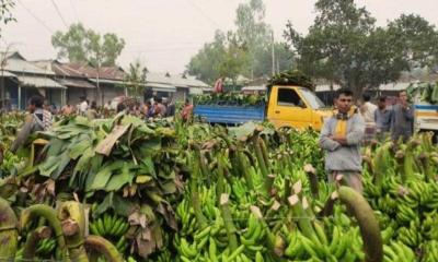 কুতুবপুর হাটে কোটি টাকার কলা বিক্রি