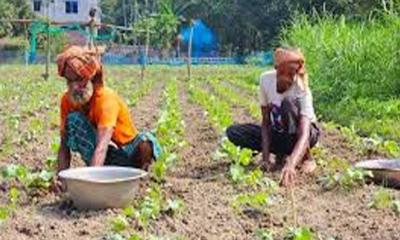 টাঙ্গাইলে আগাম সবজি চাষে ব্যস্ত কৃষক