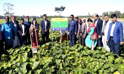 জগন্নাথপুরে মিষ্টি কুমড়া ও টমেটো চাষে ব্যাপক সাড়া