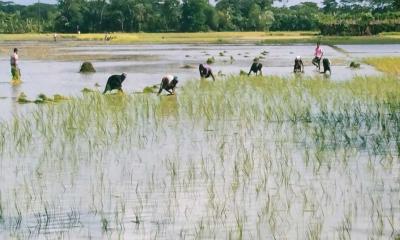 লালমোহনে ২৩ হাজার ৬০০ হেক্টর জমিতে আমন চাষের লক্ষ্যমাত্রা নির্ধারণ 