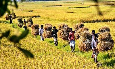 নীলফামারীতে ধান চাষে বাম্পার ফলনে কৃষকের মুখে হাসি