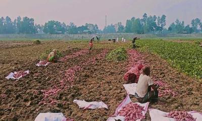 সরিষাবাড়ীতে মিষ্টি আলুর বাম্পার ফলনে কৃষকের মুখে হাসি