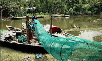 গাজনার বিলে চায়না দুয়ারি ও বেড় জাল দিয়ে পোনা মাছ নিধন