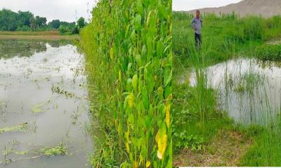 কুষ্টিয়ায় সরকারি খালের মুখ বন্ধে হুমকীতে ২ হাজার বিঘা জমির ফসল 