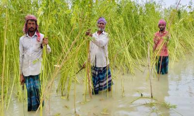 গোয়ালন্দে হতাশায় মনোবল হারাচ্ছেন পাটচাষি