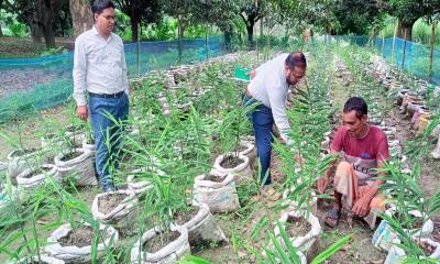 চারঘাটে বাণিজ্যিকভাবে আদা চাষে ঝুকছেন কৃষকরা