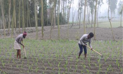 কুড়িগ্রামে ভুট্টা চাষে আগ্রহ বাড়ছে