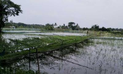 কয়রায় অতিবৃষ্টিতে আমনের ক্ষেত ও চিংড়ি ঘের পানির নিচে