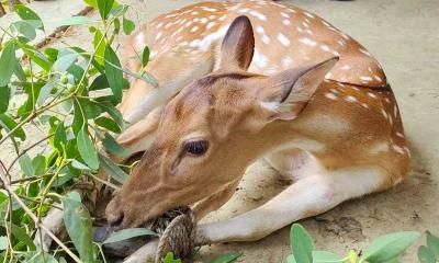 সুন্দরবনের ২ চিত্রা হরিণ পাথরঘাটা থেকে উদ্ধার 