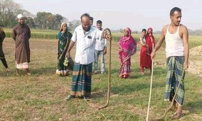 সখিপুরে বেড়েছে সাপের উপদ্রপ আতংকে এলাকাবাসী 