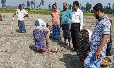 বিরলে আলু বীজ উৎপাদনের কর্মসূচি উদ্বোধন 