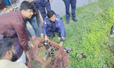 মোল্লাহাটে শিকারির ফাঁদ থেকে ১২০০ পাখি উদ্ধার 