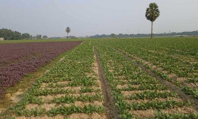 গোমতীর চরে কৃষকদের ঘুরে দাঁড়ানোর চেষ্টা